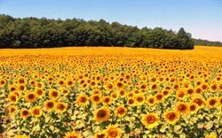 A sunflower field in Italy