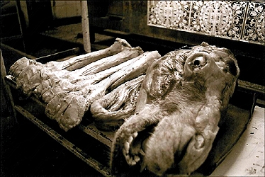 Remains of camel at butcher in Algeria
