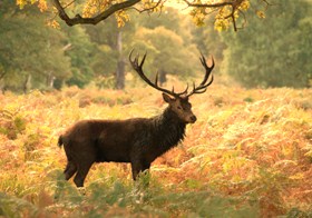 A stag posing for the photographer