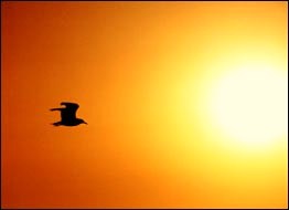Seagull flying against the sun