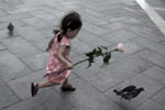 Little girl running after pigeons with a rose in her hand