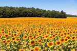 A sunflower field in full bloom